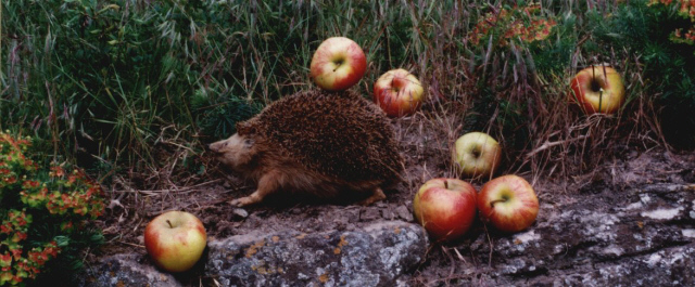 [ &copy; frank bahr ]